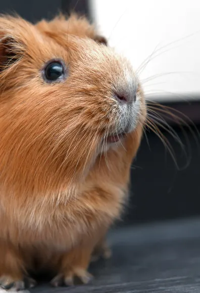 Guinea Pig sitting inside